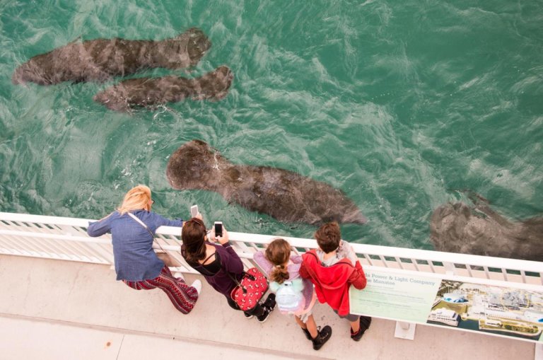 <trp-post-container data-trp-post-id='34933'>Where to Meet Manatees in The Palm Beaches</trp-post-container>