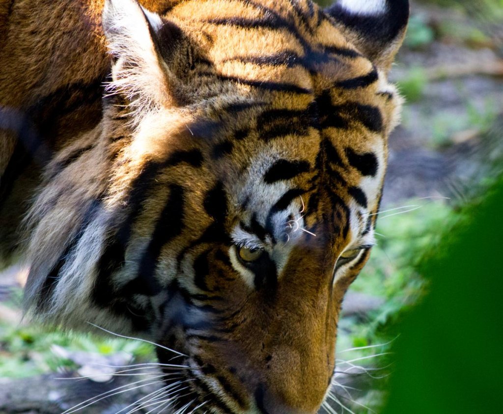 Tiger im Zoo von Palm Beach
