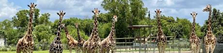 Girafas no Lion Country Safari