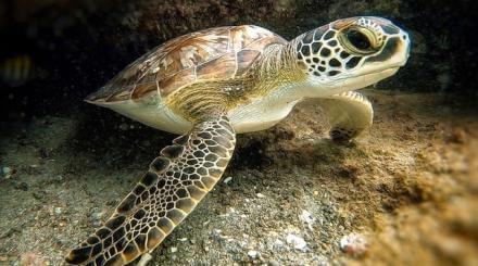 Tartaruga marinha debaixo d'água em The Palm Beaches