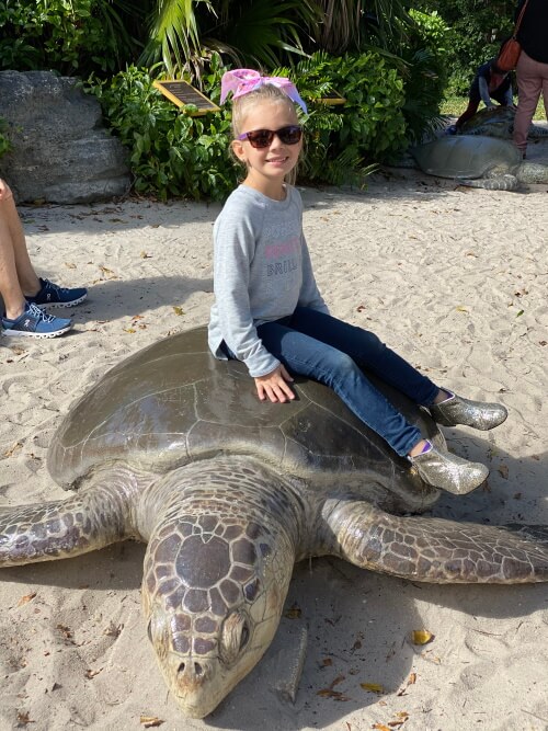 Sea Turtles &amp; More: Everything to Do at Gumbo Limbo Nature Center