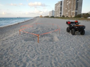 <trp-post-container data-trp-post-id='33929'>Turtle Nesting Season</trp-post-container>
