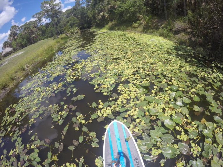 Paddleboarding in der Natur der Palm Beaches