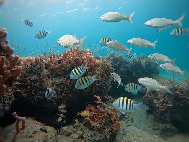 Peixes nadando perto de corais em The Palm Beaches.