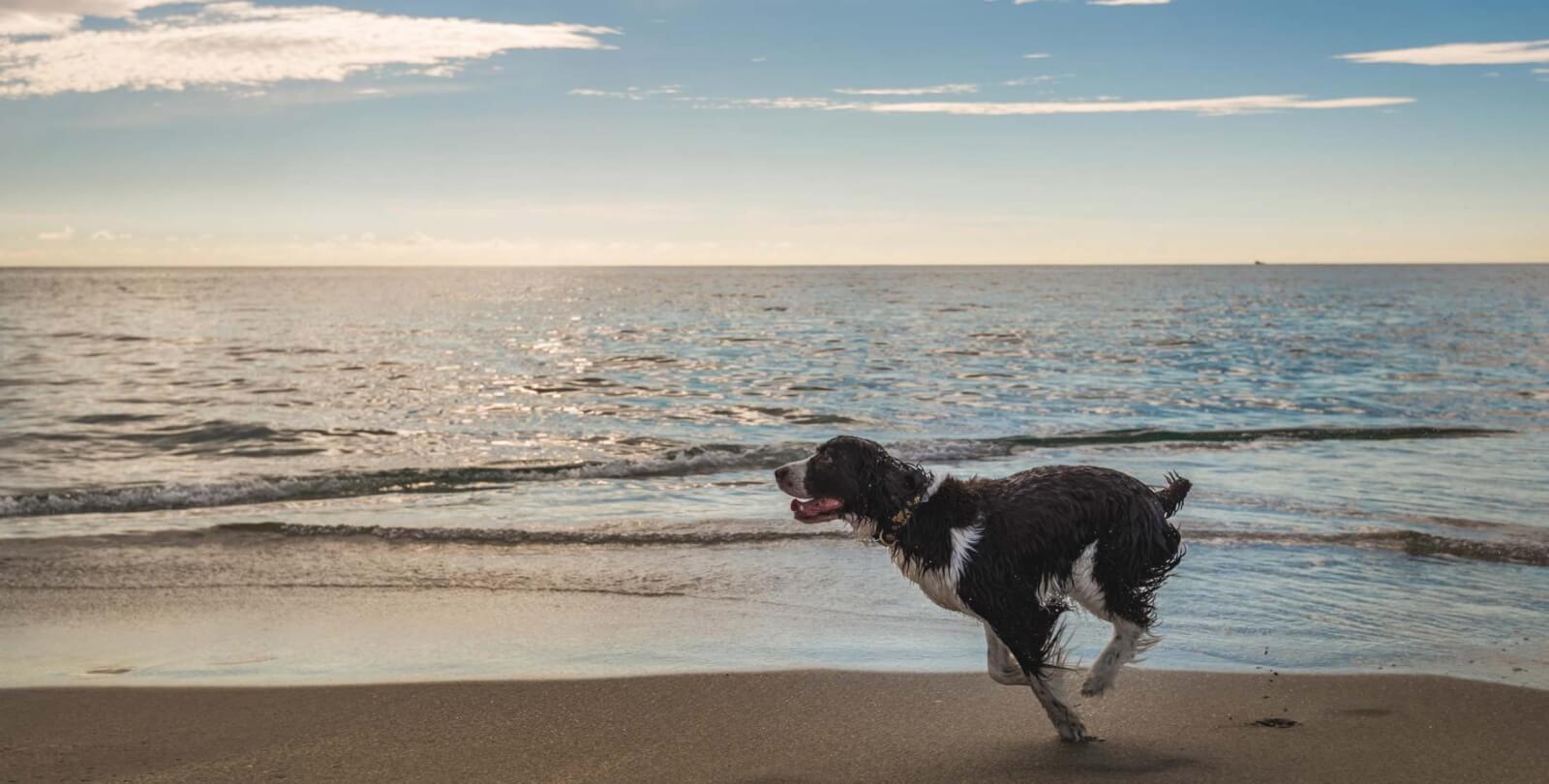 Praias para cães