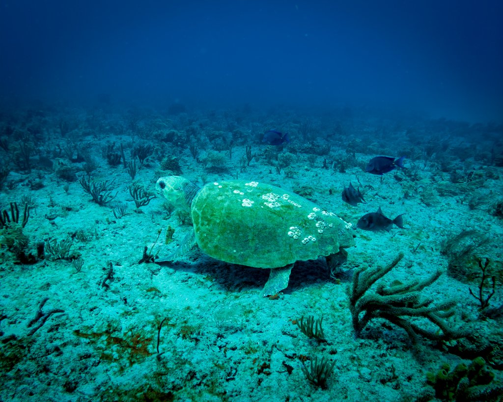 tartaruga marinha 