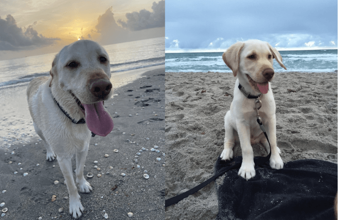 Perros en la playa de Jupiter