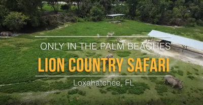 Lion Country Safari 🦁 | Uniquement à Palm Beaches