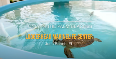 Loggerhead Marinelife Center | Somente em Palm Beaches 🐢